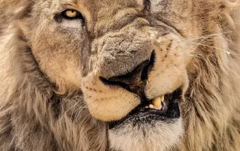 Kurz fotografování zvířat v zoo