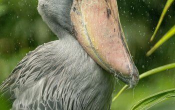 Kurz fotografování zvířat v zoo