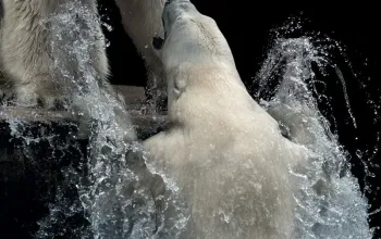 Kurz fotografování zvířat v zoo