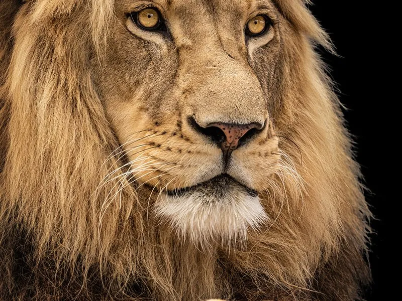 Kurz fotografování zvířat v zoo