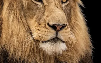 Kurz fotografování zvířat v zoo