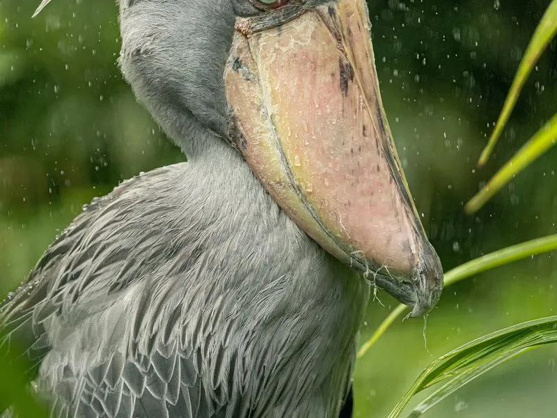Kurz fotografování zvířat v zoo