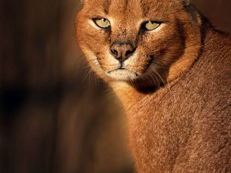 Kurz fotografování zvířat v zoo
