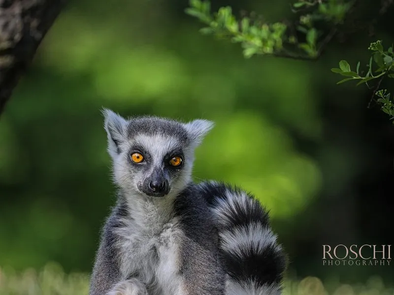 Kurz fotografování zvířat v zoo