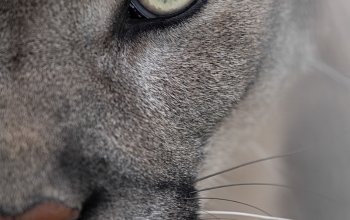 Kurz fotografování zvířat v zoo