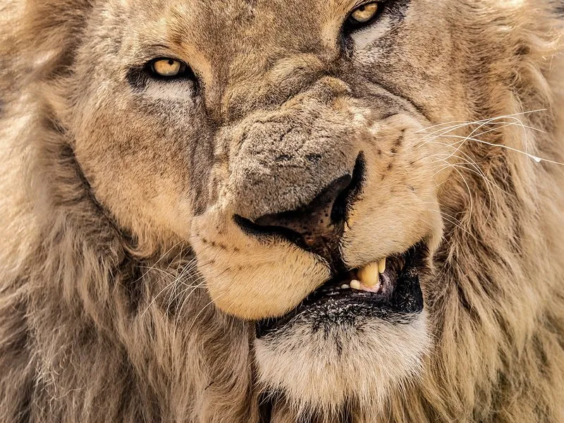 Kurz fotografování zvířat v zoo