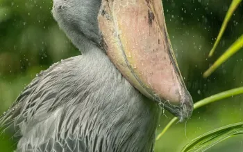 Kurz fotografování zvířat v zoo