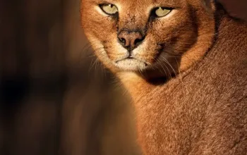 Kurz fotografování zvířat v zoo