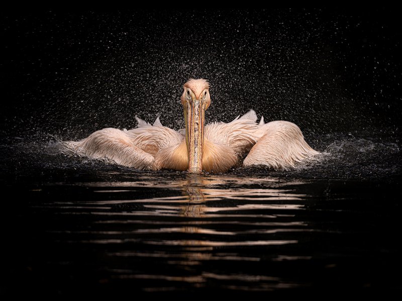 Kurz fotografování zvířat v zoo