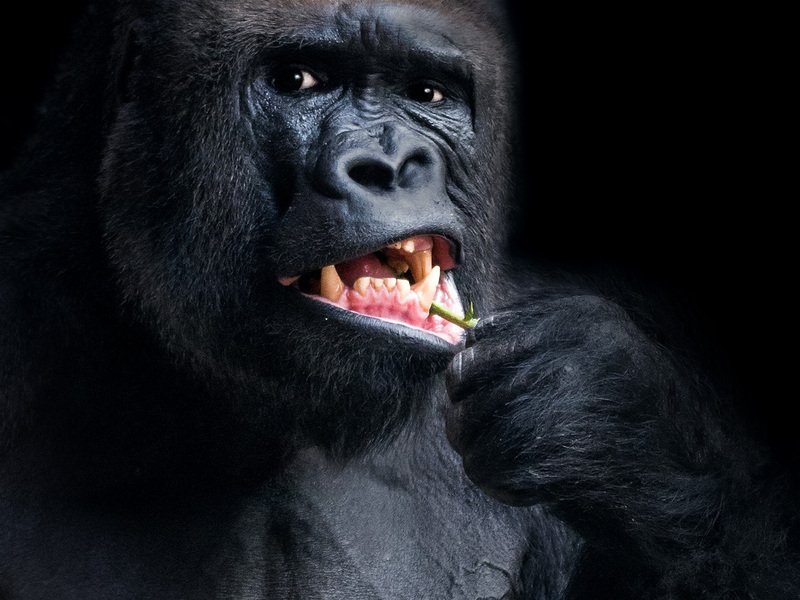 Kurz fotografování zvířat v zoo