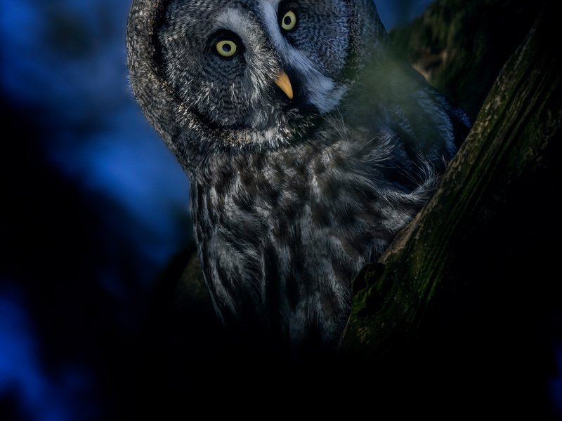 Kurz fotografování zvířat v zoo