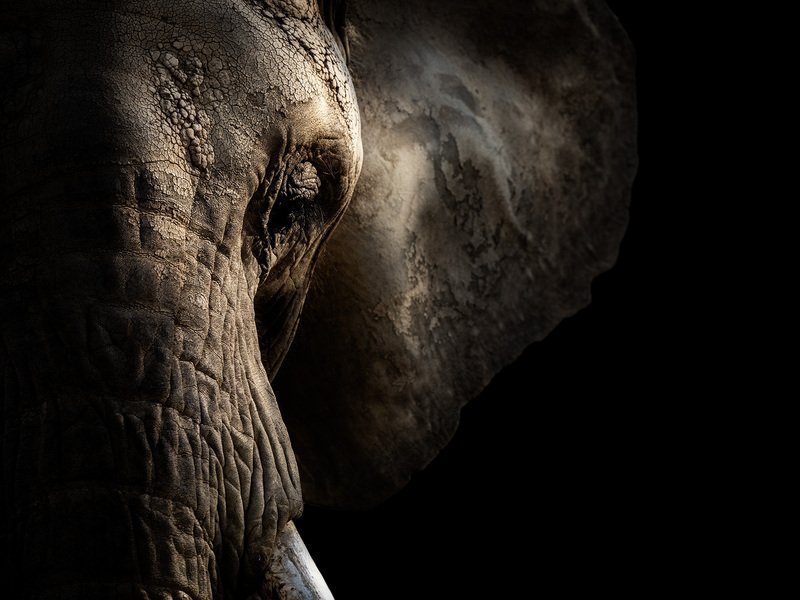 Kurz fotografování zvířat v zoo