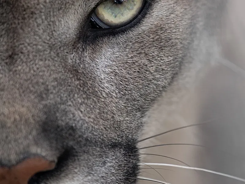 Kurz fotografování zvířat v zoo