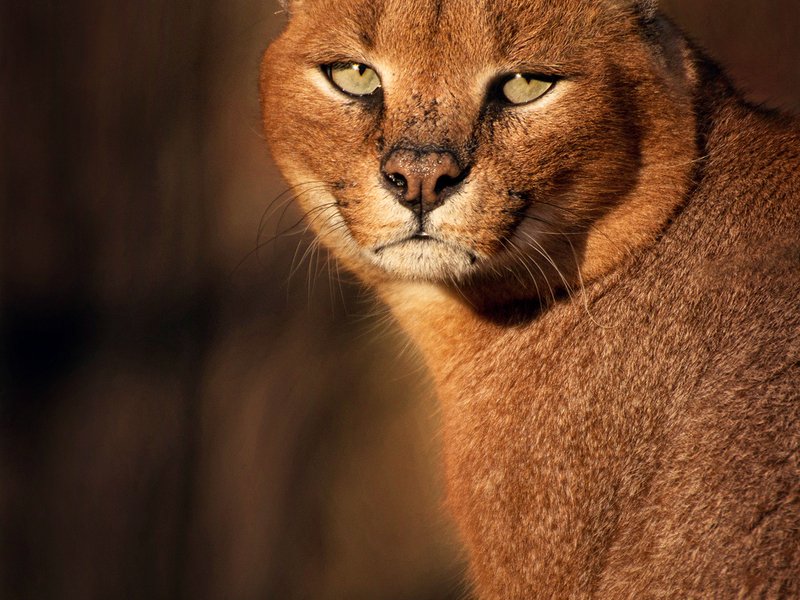 Kurz fotografování zvířat v zoo