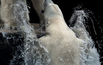 Kurz fotografování zvířat v zoo