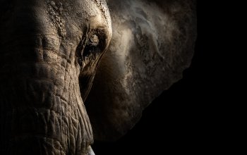 Kurz fotografování zvířat v zoo