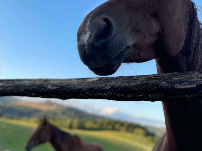 Relaxační víkend na statku na Slovensku