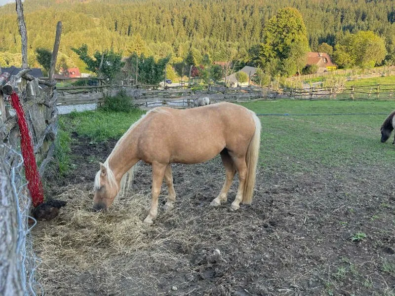 Relaxační víkend na statku na Slovensku