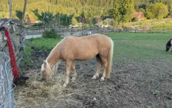 Relaxační víkend na statku na Slovensku