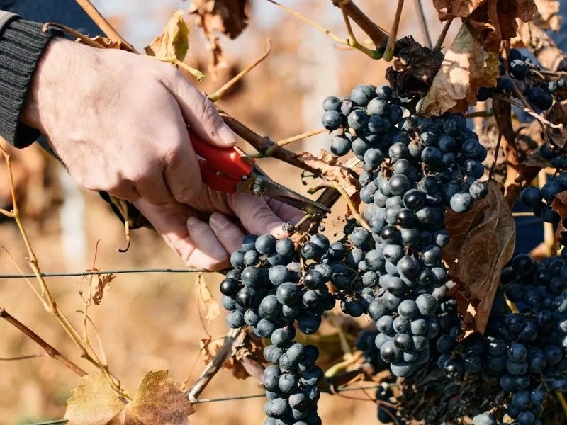 Degustace sýrů a vína na farmě s výrobou korbáčků