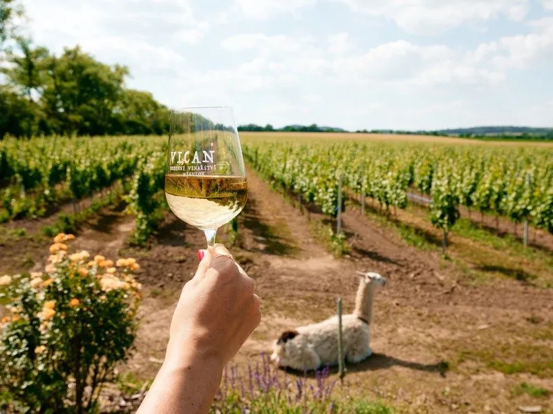 Na den vinařem: Od degustace vína po výrobu korbáčků