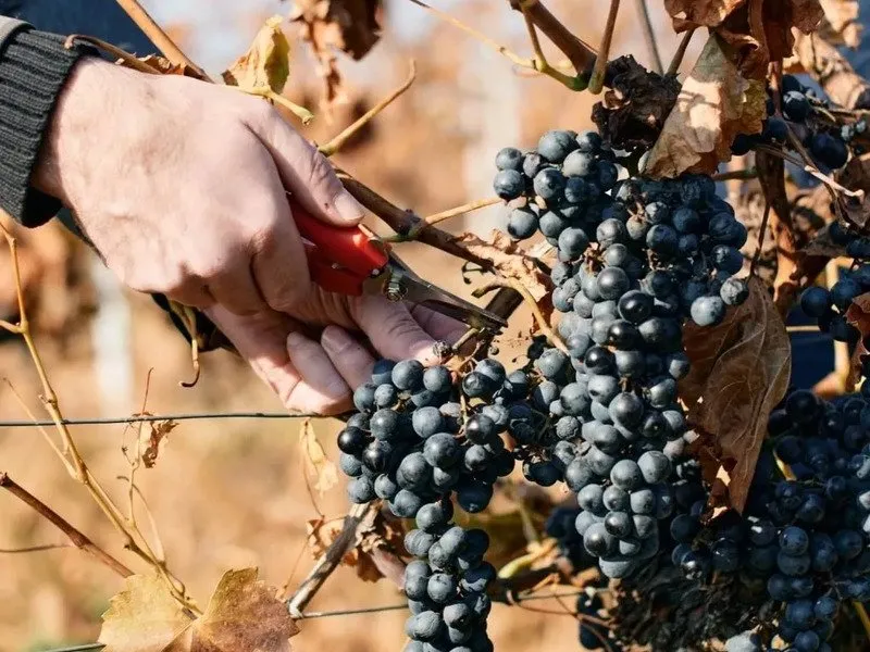 Na den vinařem: Od degustace vína po výrobu korbáčků