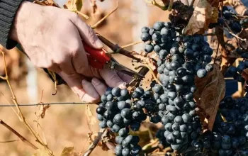 Na den vinařem: Od degustace vína po výrobu korbáčků