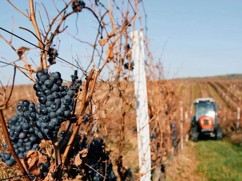 Na den vinařem: Od degustace vína po výrobu korbáčků