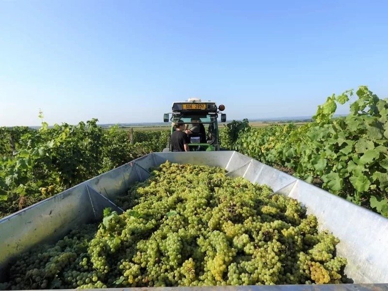 Prohlídka Habánských sklepů a vinařství s degustací a dárkem