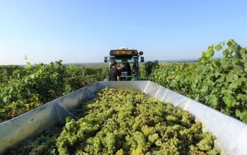 Prohlídka Habánských sklepů a vinařství s degustací a dárkem