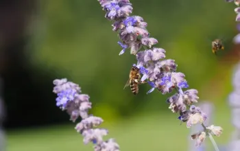 Úniková hra na včelí farmě: Hledání Zlatého úlu