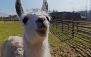 Roční vstup do Zoo Tábor – dárek a zážitek