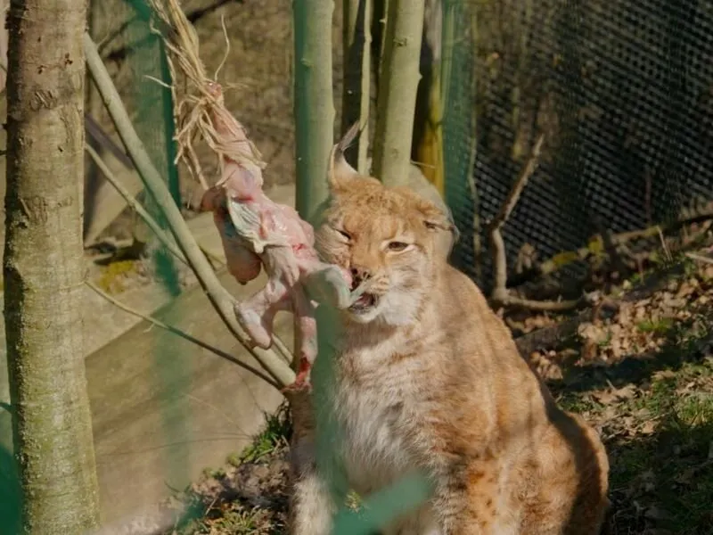 Roční vstup do Zoo Tábor