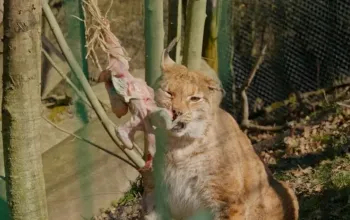 Roční vstup do Zoo Tábor