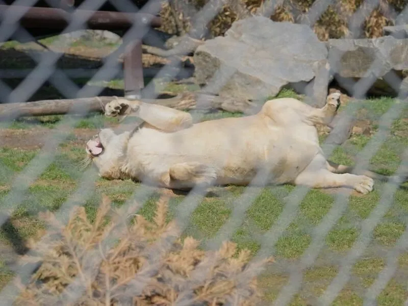 Roční vstup do Zoo Tábor