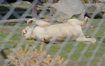 Roční vstup do Zoo Tábor