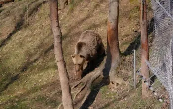 Roční vstup do Zoo Tábor