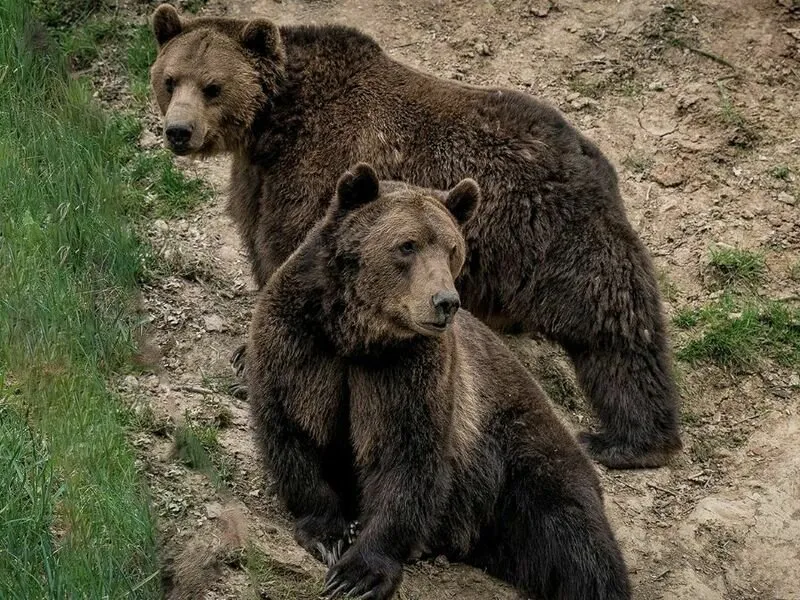 Roční vstup do Zoo Tábor