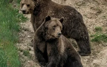 Roční vstup do Zoo Tábor