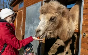 VIP vstup do Zoo Tábor s ošetřovatelem až pro 4 osoby – dárek a zážitek