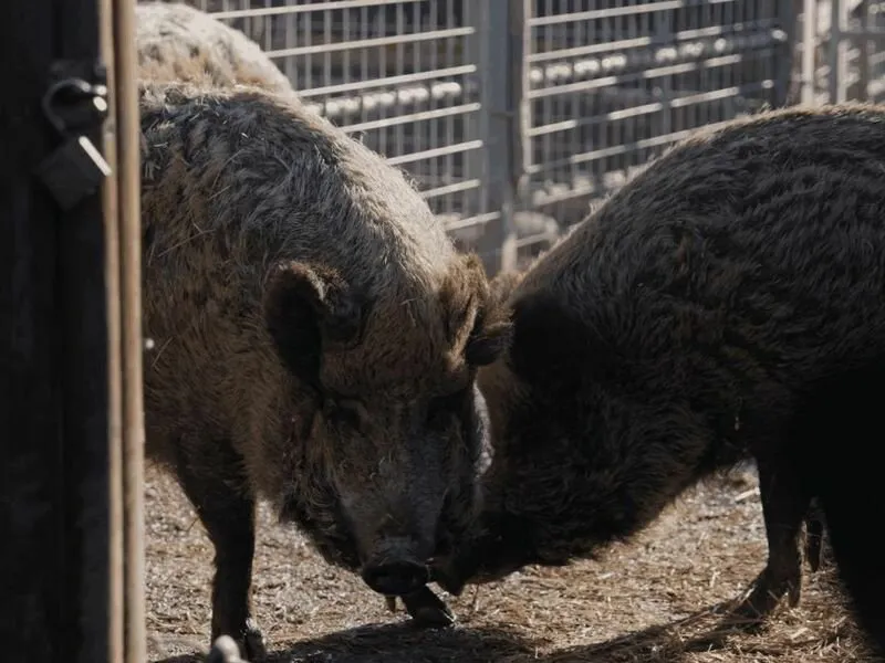 VIP vstup do Zoo Tábor s ošetřovatelem až pro 4 osoby