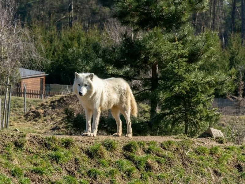 VIP vstup do Zoo Tábor s ošetřovatelem až pro 4 osoby
