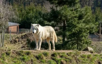 VIP vstup do Zoo Tábor s ošetřovatelem až pro 4 osoby