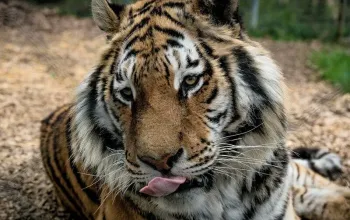 Zážitková noc v zoo – dárek a zážitek