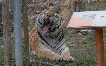 Ošetřovatelem v zoo na jeden den + nocování | zážitkový poukaz – dárek a zážitek