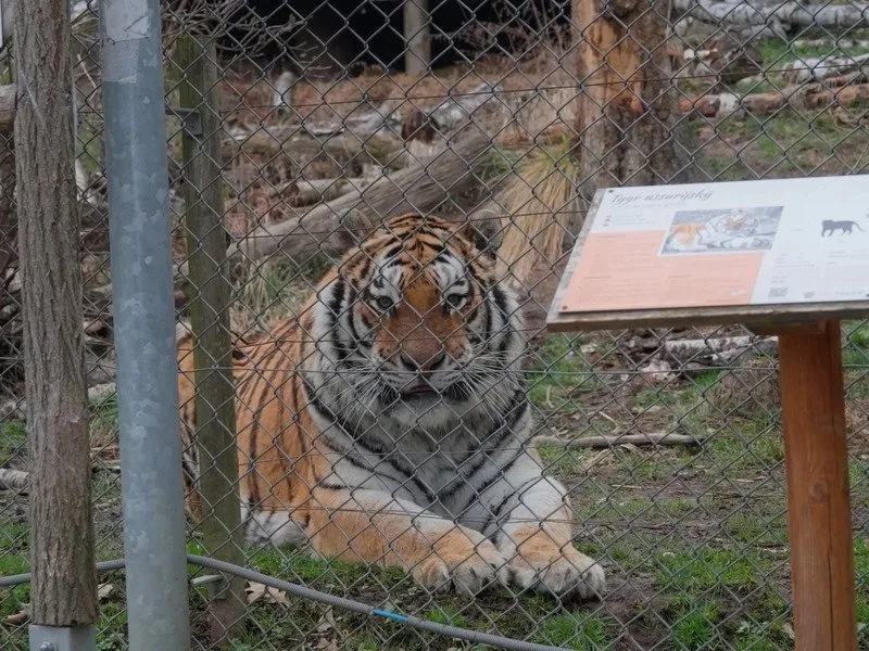 Ošetřovatelem v zoo na jeden den + nocování | zážitkový poukaz