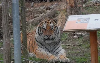 Ošetřovatelem v zoo na jeden den + nocování | zážitkový poukaz