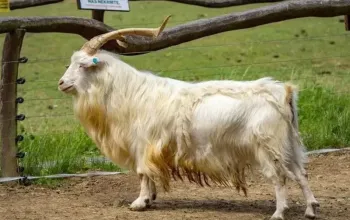 Celodenní vstup do Farmaparku Soběhrdy