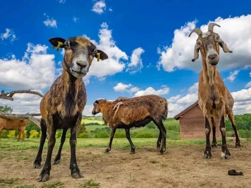 Celodenní vstup do Farmaparku Soběhrdy