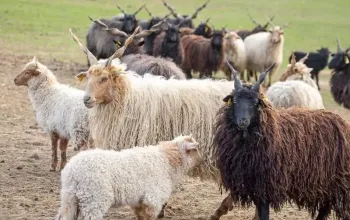 Celodenní vstup do Farmaparku Soběhrdy